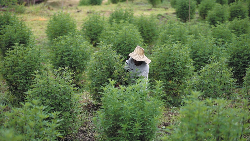 Ruta de la marihuana en Jambaló: voces de cultivadores y quienes sustituyeron