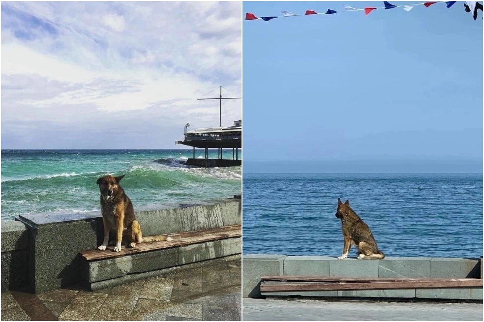 “Hachiko de Crimea”: el perro que murió tras esperar por años a su dueño