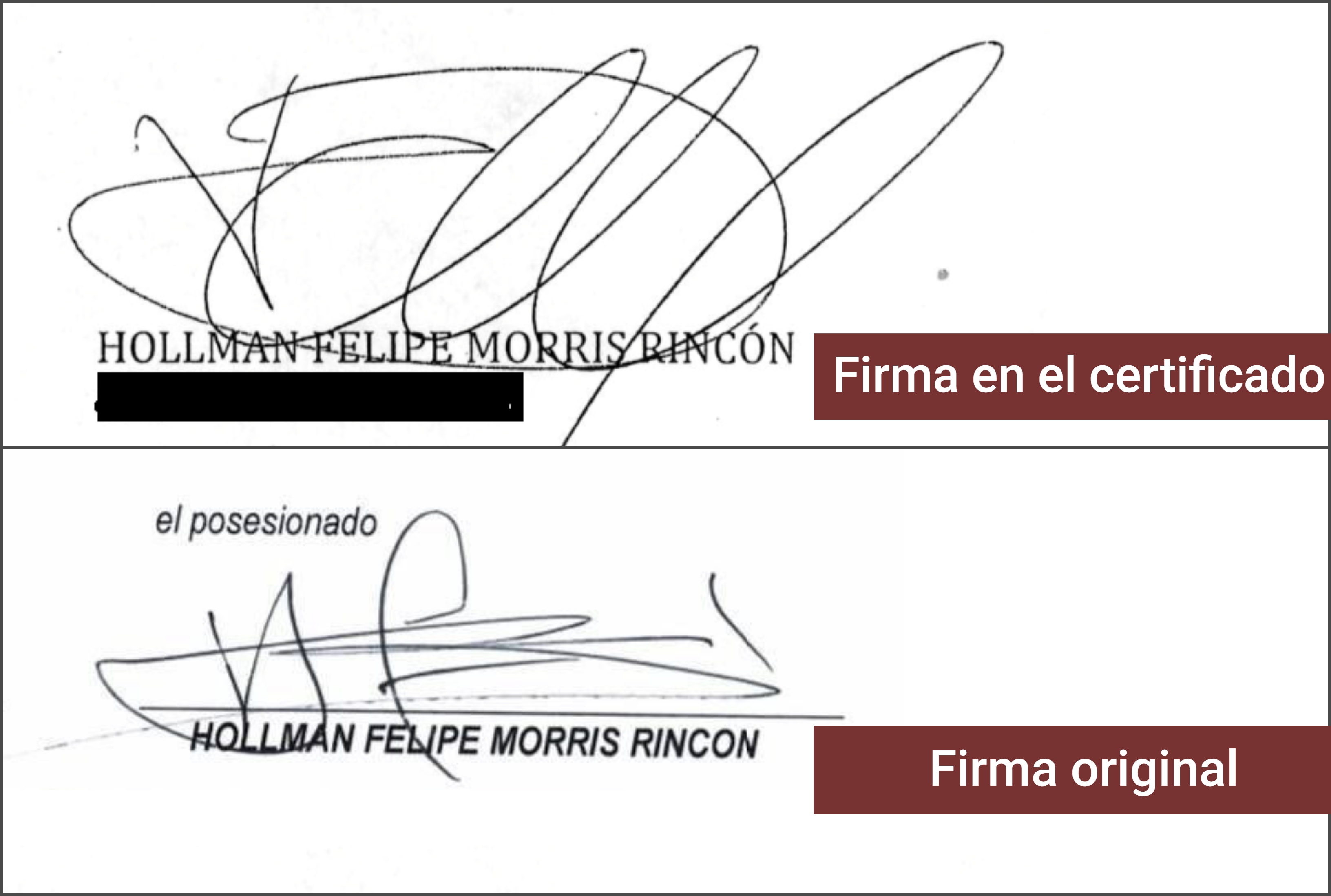 Firmas Hollmand