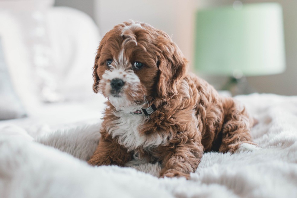 Consejos para disfrutar con tu mascota del fin de año