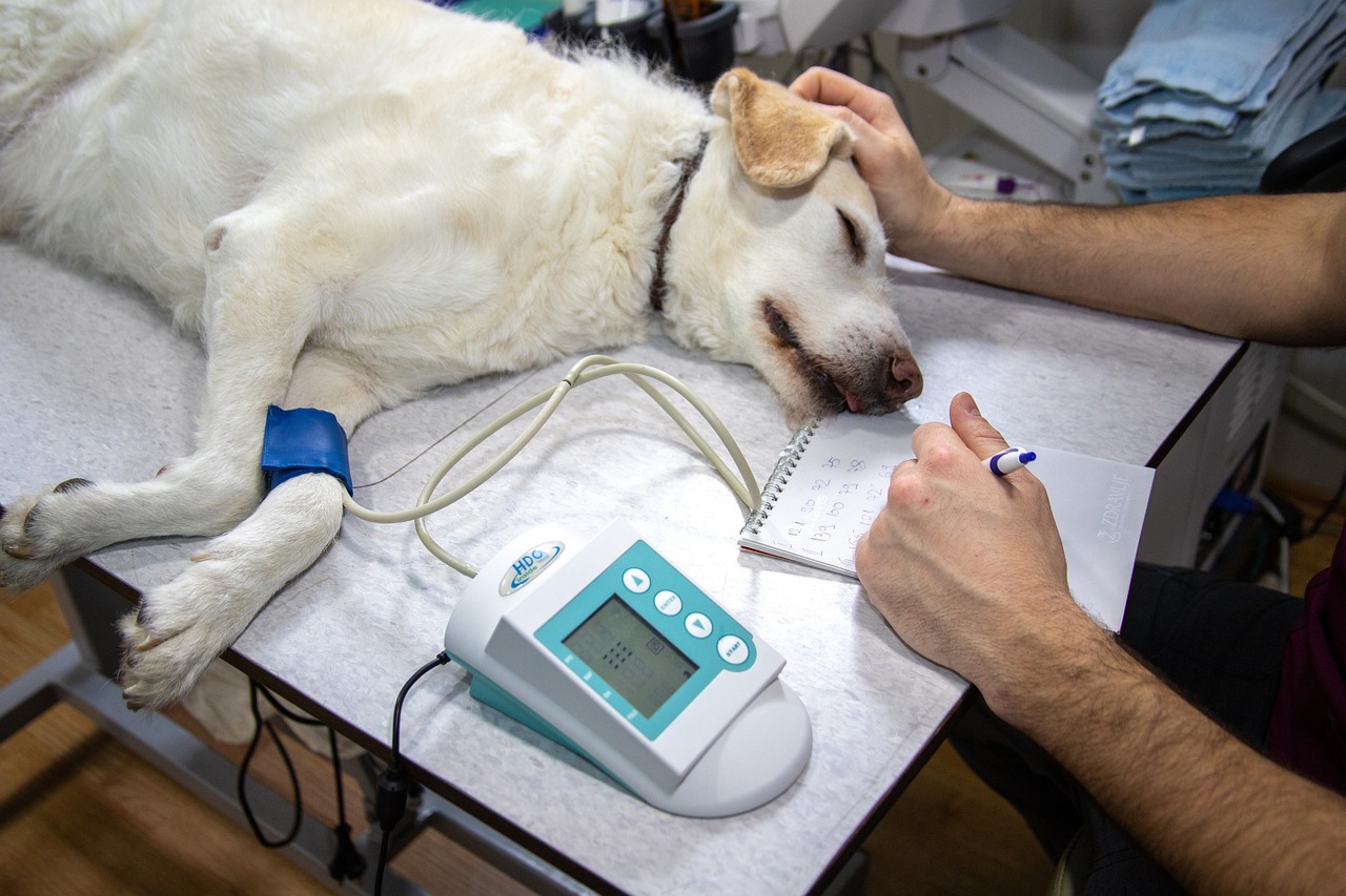 Jornada de esterilización en Bogotá: estratos 1, 2 y 3 serán los beneficiados