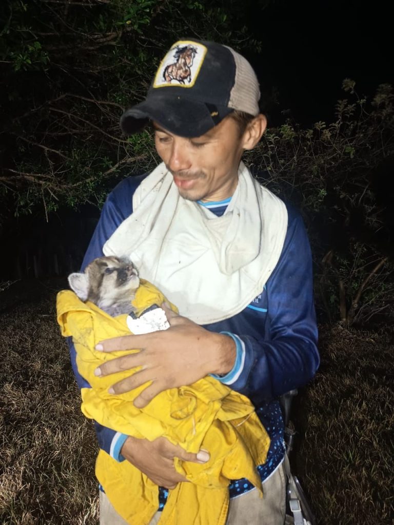 Guardaparques rescataron a este pequeño felino que fue puesto a salvo gracias al trabajo articulado con la Defensa Civil. /Parques Nacionales Naturales.