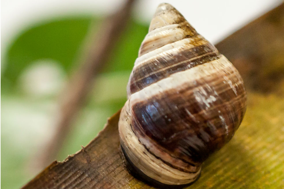 Muere el caracol George, y con él, toda su especie