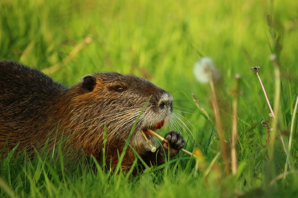 Video de nutria enseñando a reciclar se vuelve viral en redes sociales