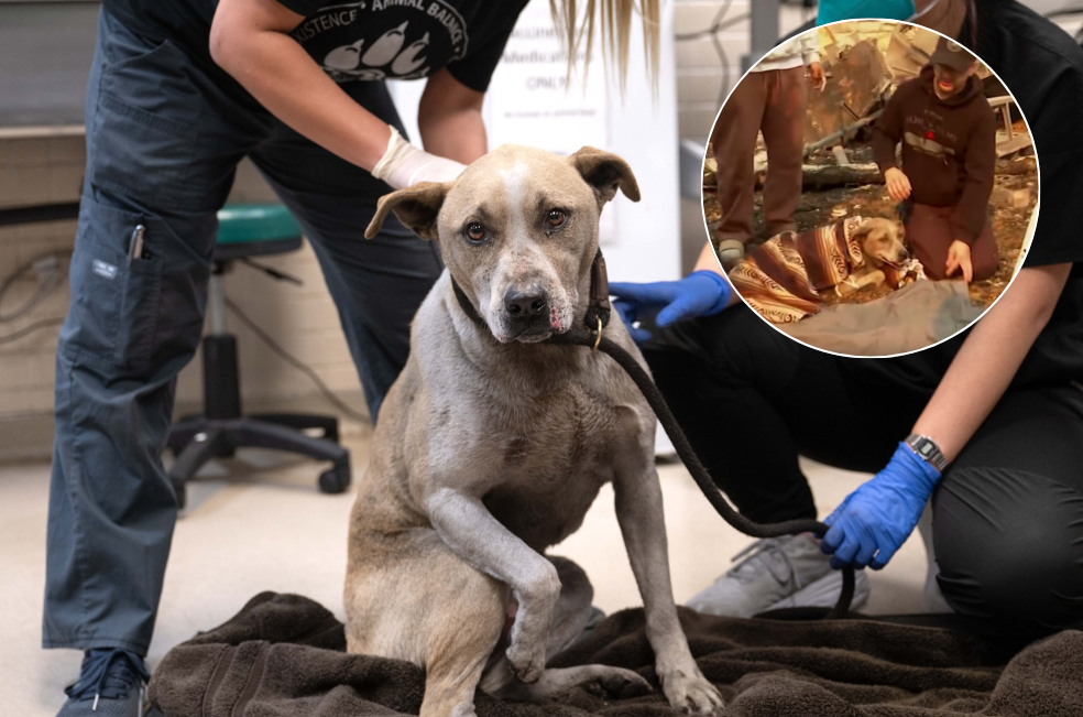 “Perdón por llorar”: hombre salva a perro atrapado en el incendio de Los Ángeles