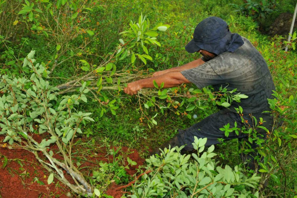 Hectáreas con cultivos ilícitos aumentaron 3,2% en 2011: Dane