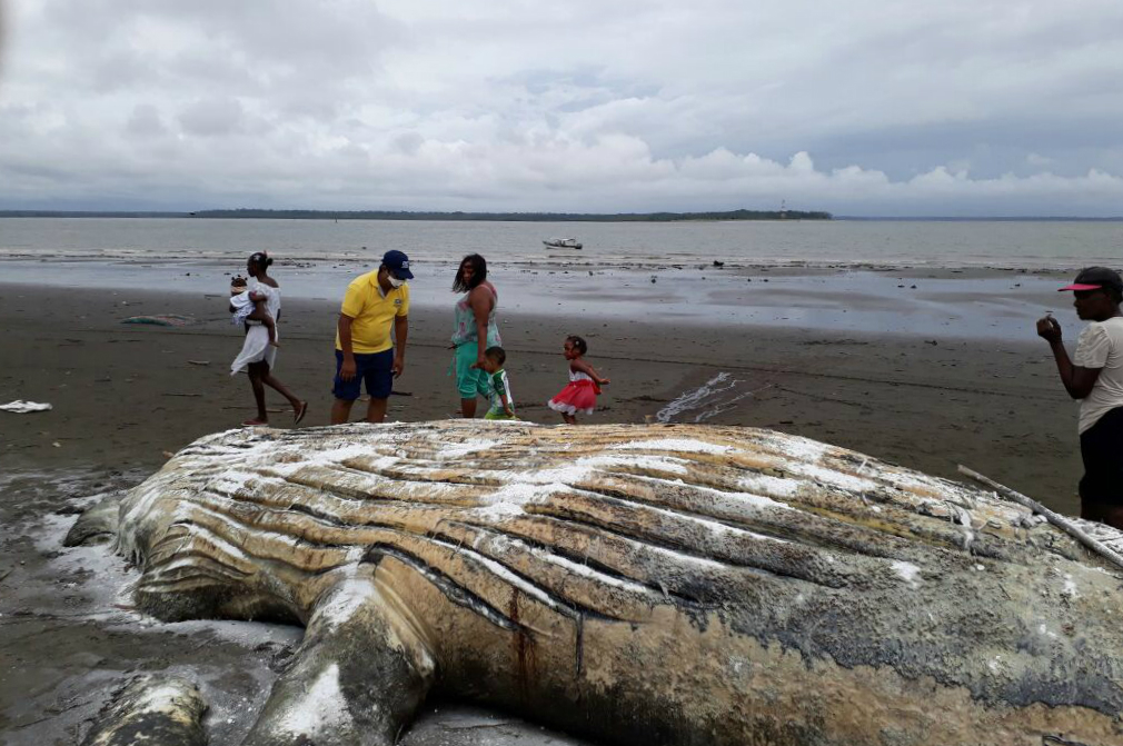 Hallan muerta a una ballena jorobada en playa de Buenaventura