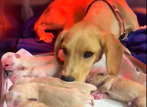 Rescatistas fueron por una perrita abandonada y terminaron salvando más de 10 vidas