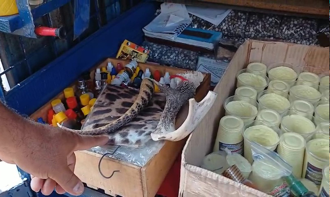 Incautan piel de tigrillo y otras partes de animales silvestres en Cali