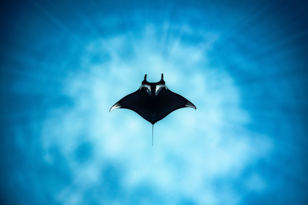 Una manta raya navega por encima de un fondo marino de arena frente a Coral Bay, Australia Occidental.