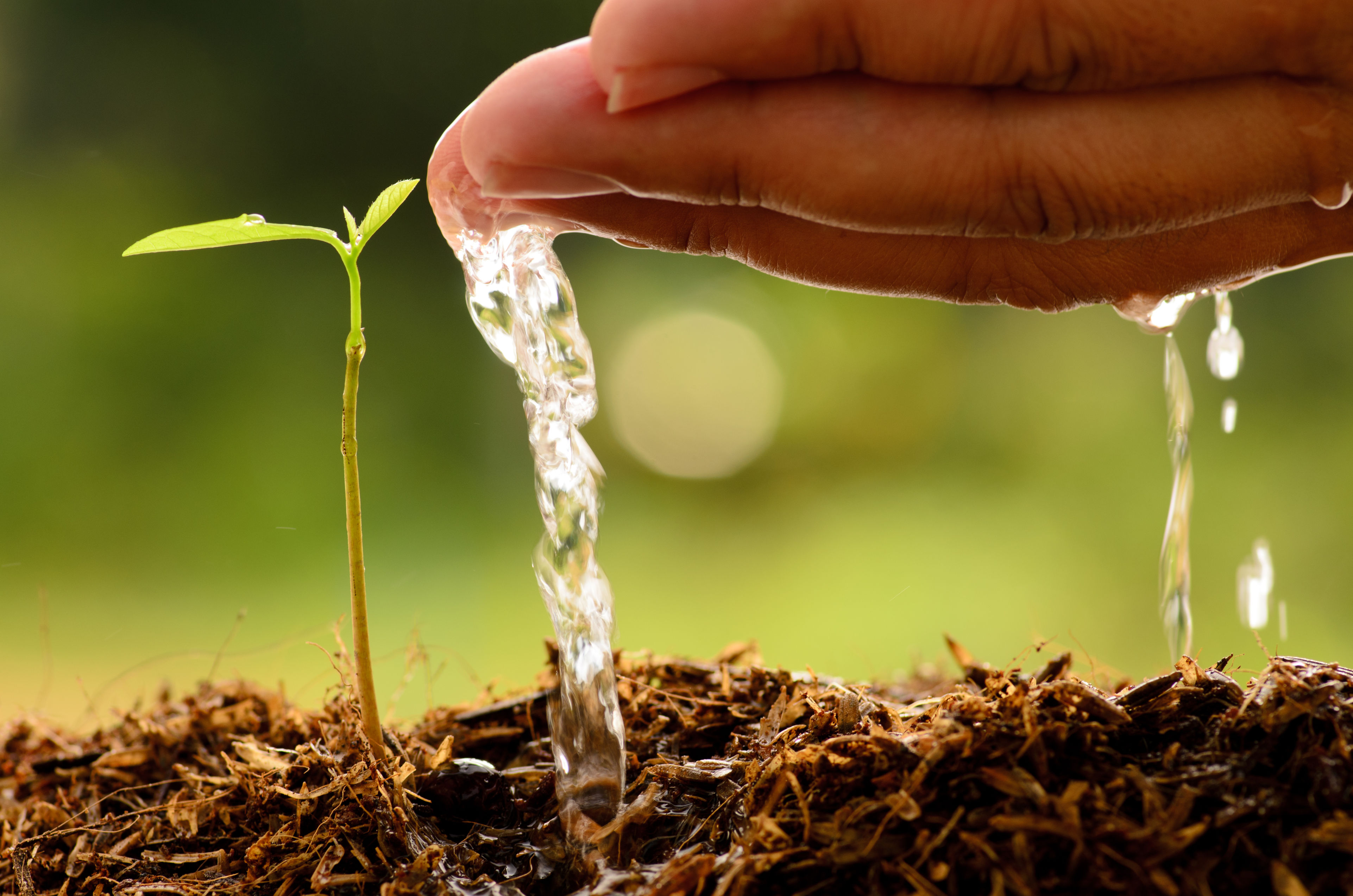 ¡No solo es agua! Harvard encuentra dos bebidas saludables