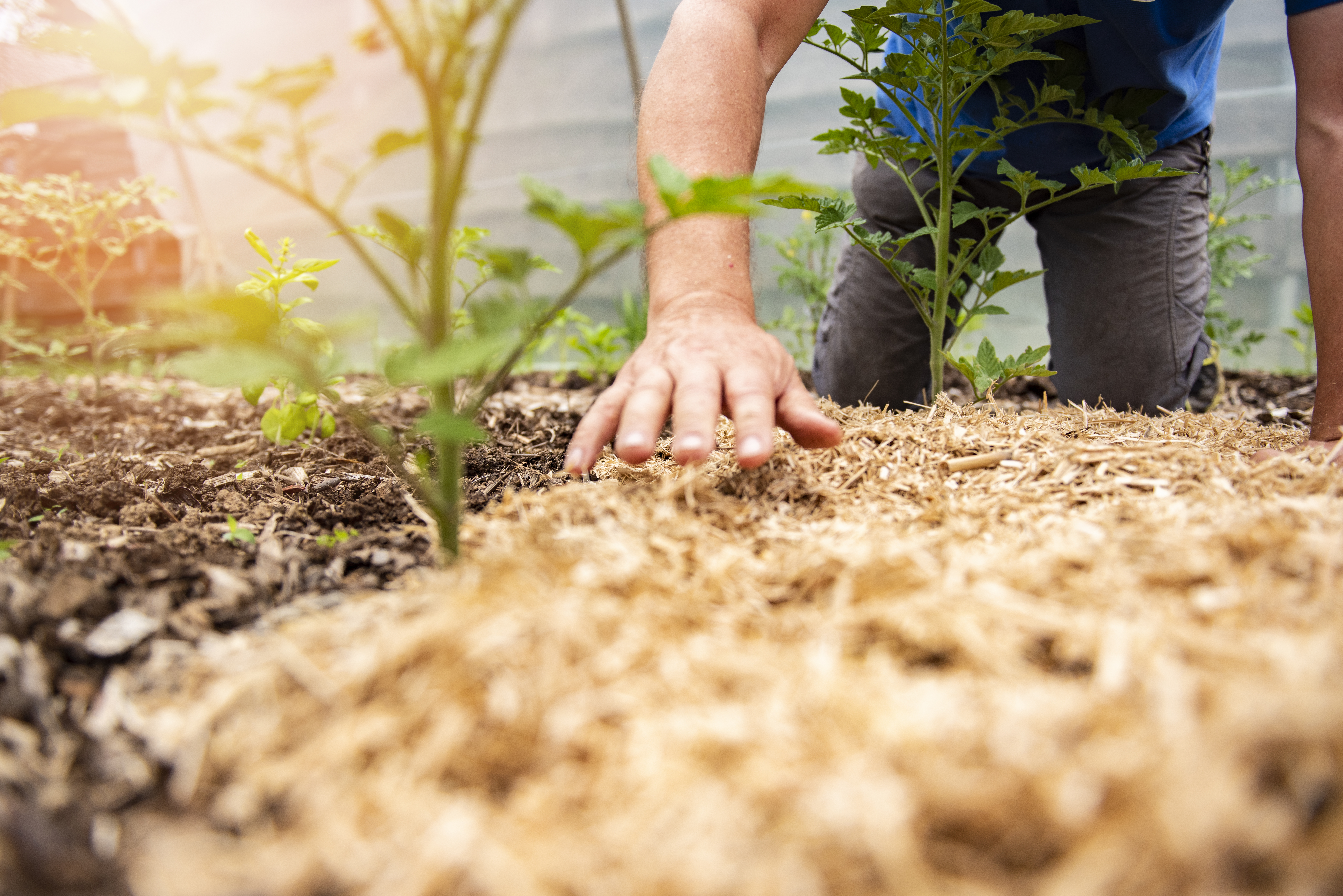 Cinco residuos orgánicos que no debe usar como abono para sus plantas