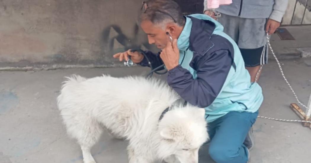 Rescatan a perro en condición de abandono en el sur de Bogotá