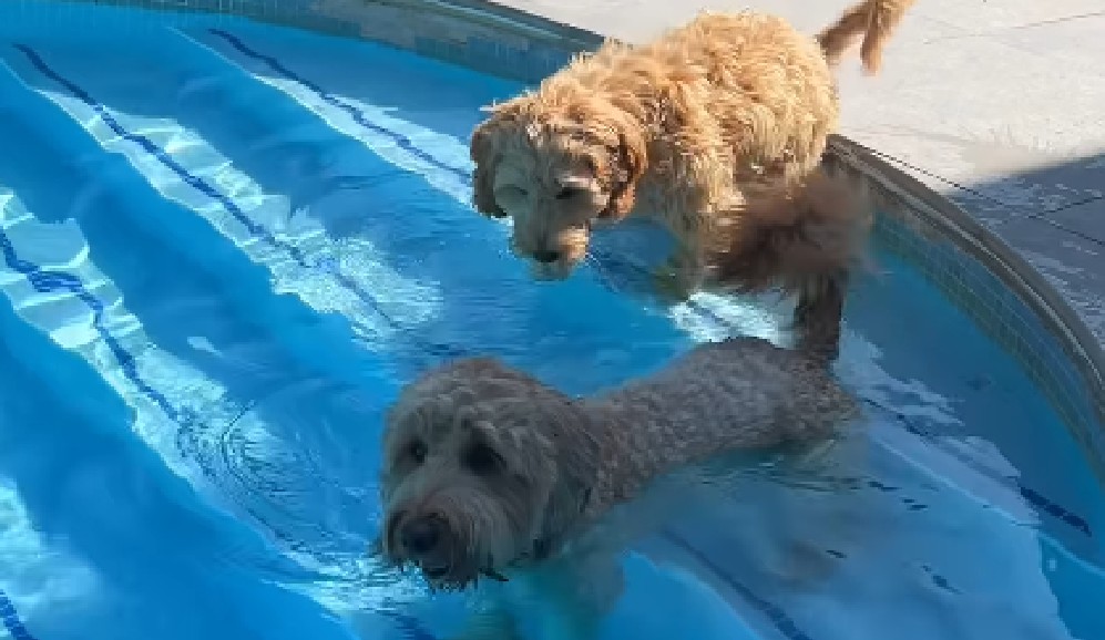 Así fue como una perrita enseñó a nadar al nuevo cachorro de la familia (video)