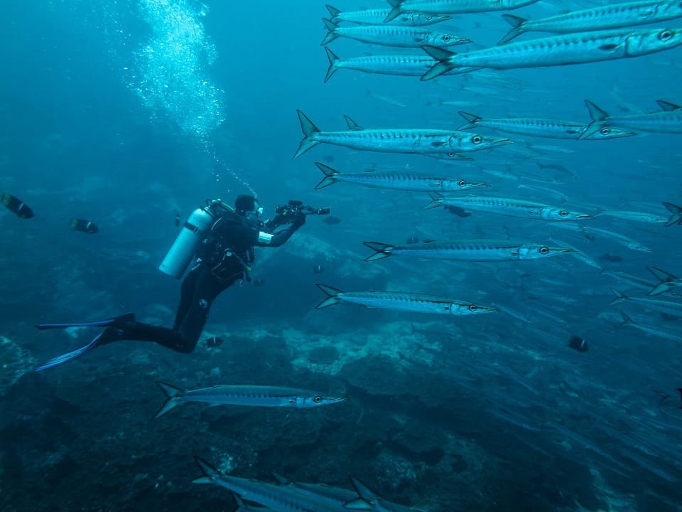 La isla de Malpelo está ubicada en el Océano Pacifico Oriental Tropical.