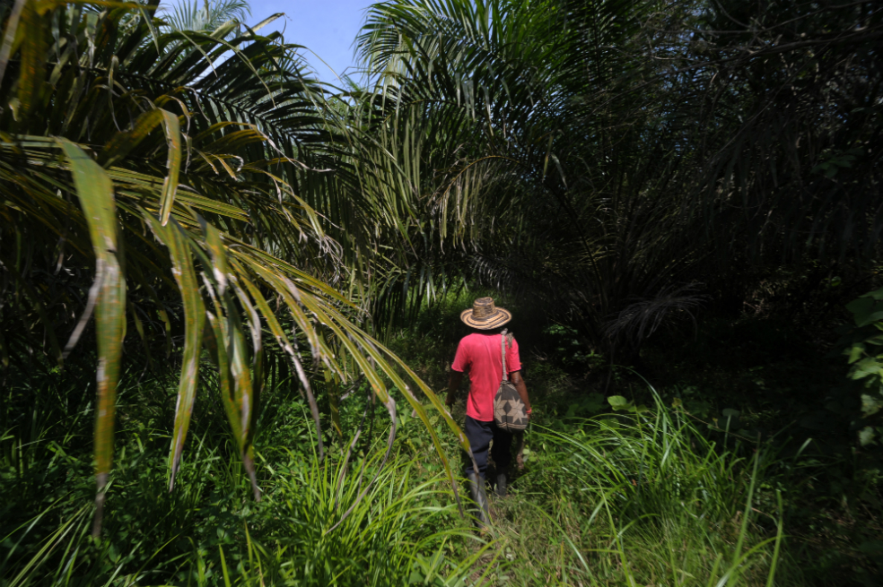 María la Baja, el ocaso de la tierra campesina