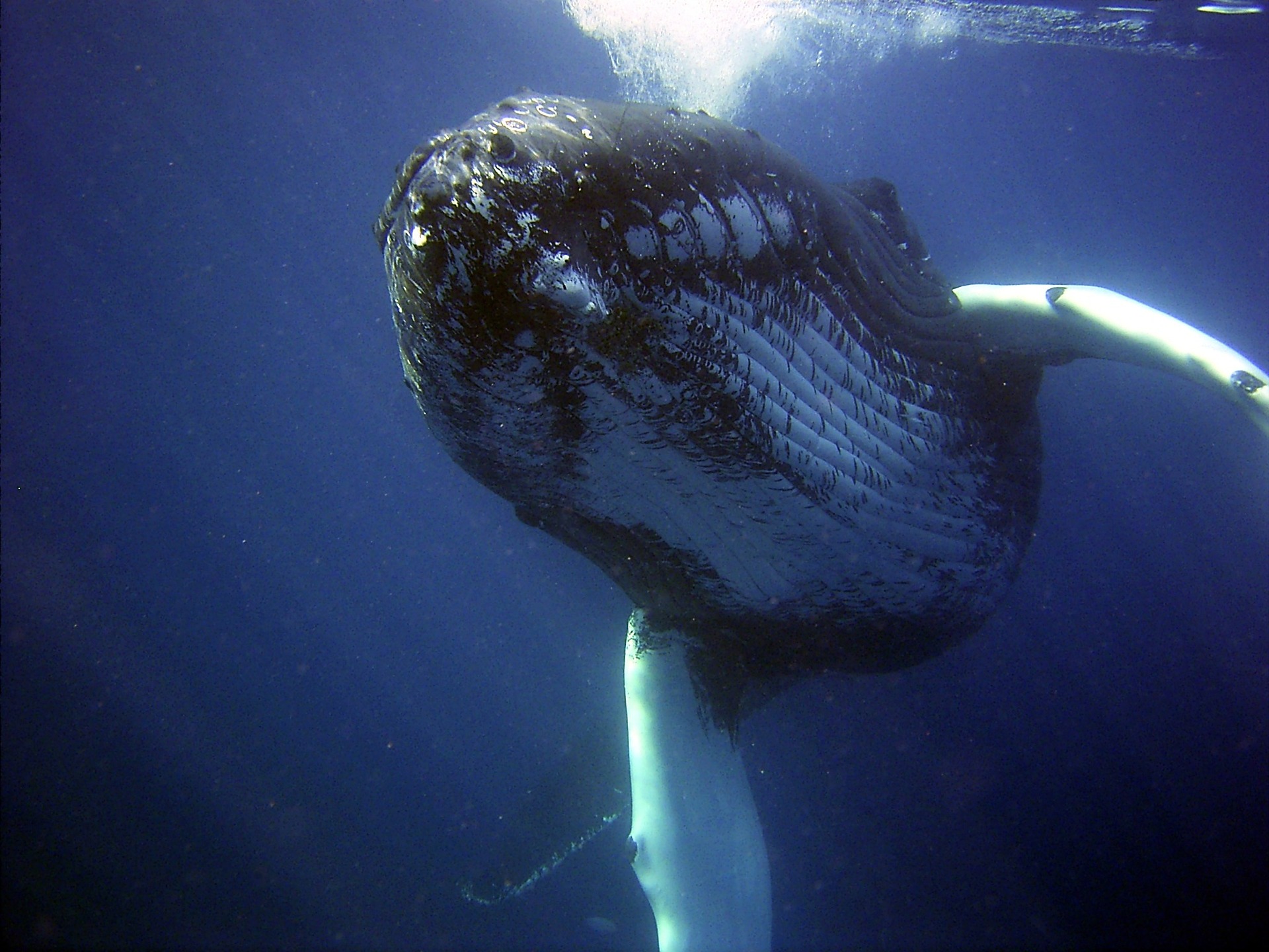 Por primera vez, científicos registran cómo cazan las ballenas jorobadas en el fondo del mar