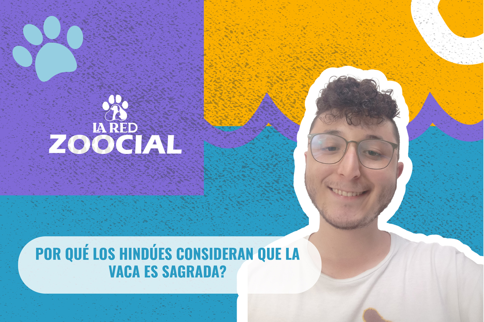 (Video) ¿Por qué los hindúes consideran que las vacas son sagradas?