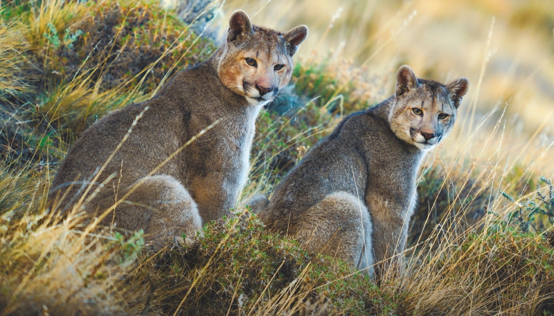 Pumas y otros animales fueron seguidos por Berti Gregory, quien en entrevista dice que grabar animales en su día a día es muy difícil técnicamente y, además, una tarea frustrante.  /NatGeo