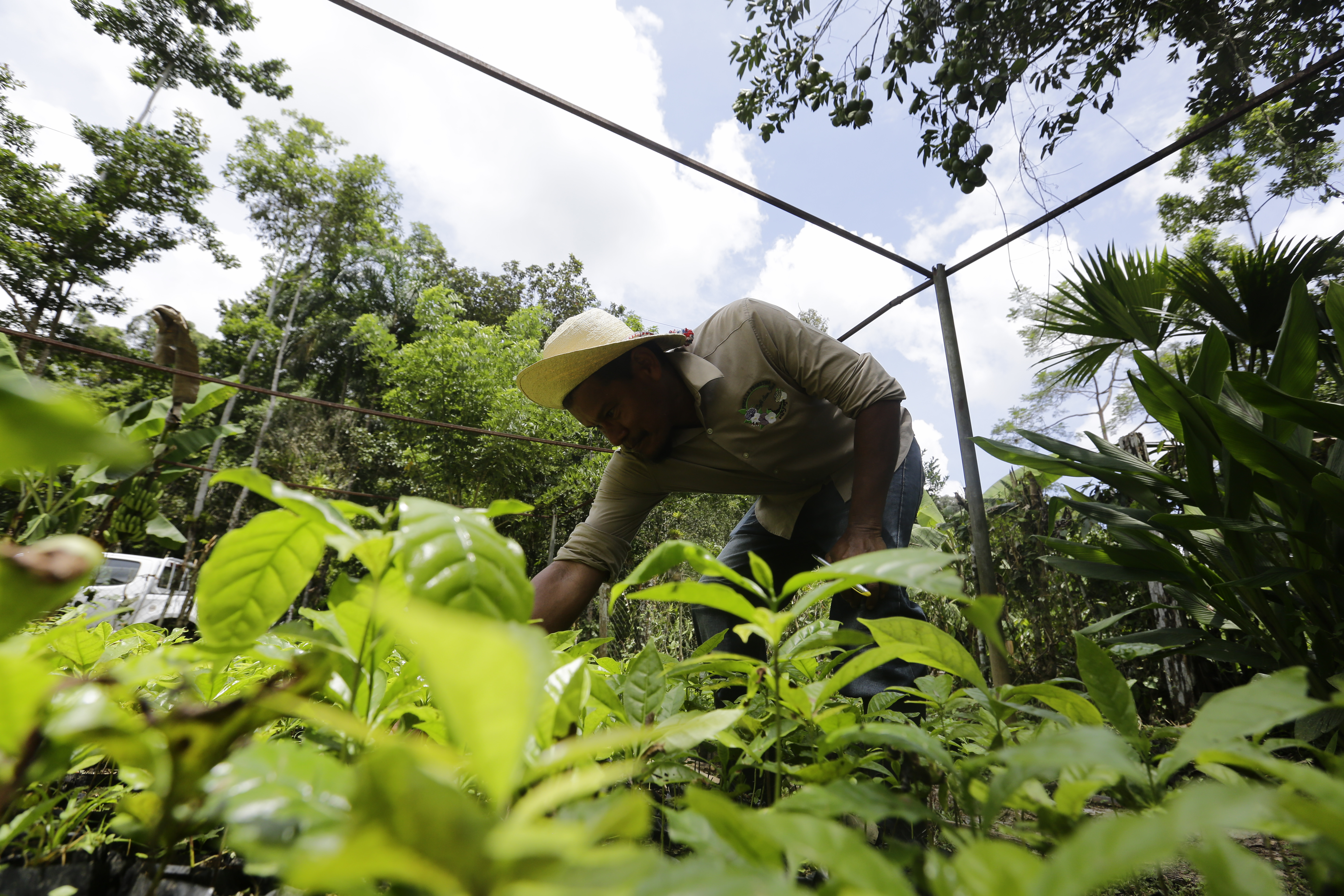 ACOMPAÑA CRONICA : PANAMÁ CAFÉ AME5475. LAS GAITAS (PANAMÁ), 04/09/2024.- Un agricultor recolecta granos de café este martes, en Las Gaitas (Panamá). En los alrededores de la cuenca del Canal de Panamá un pequeño grupo de agricultores ha visto potenciar sus fincas de café en los últimos años a la vez que cargan la responsabilidad de ser los "guardianes" ambientales de esa área boscosa, clave para la sostenibilidad de la vía interoceánica. EFE/ Carlos Lemos