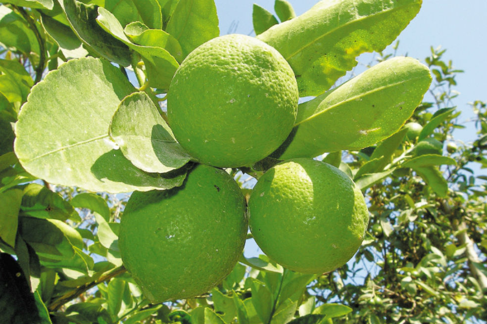 Limón Tahití, de las tierras de Nariño a los platos de Italia
