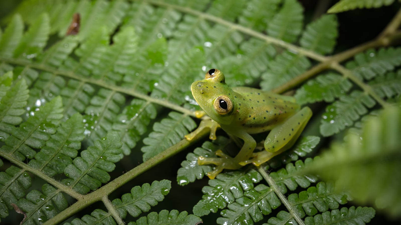 Frenar la extinción de especies es posible, pero se acaba el tiempo para los anfibios