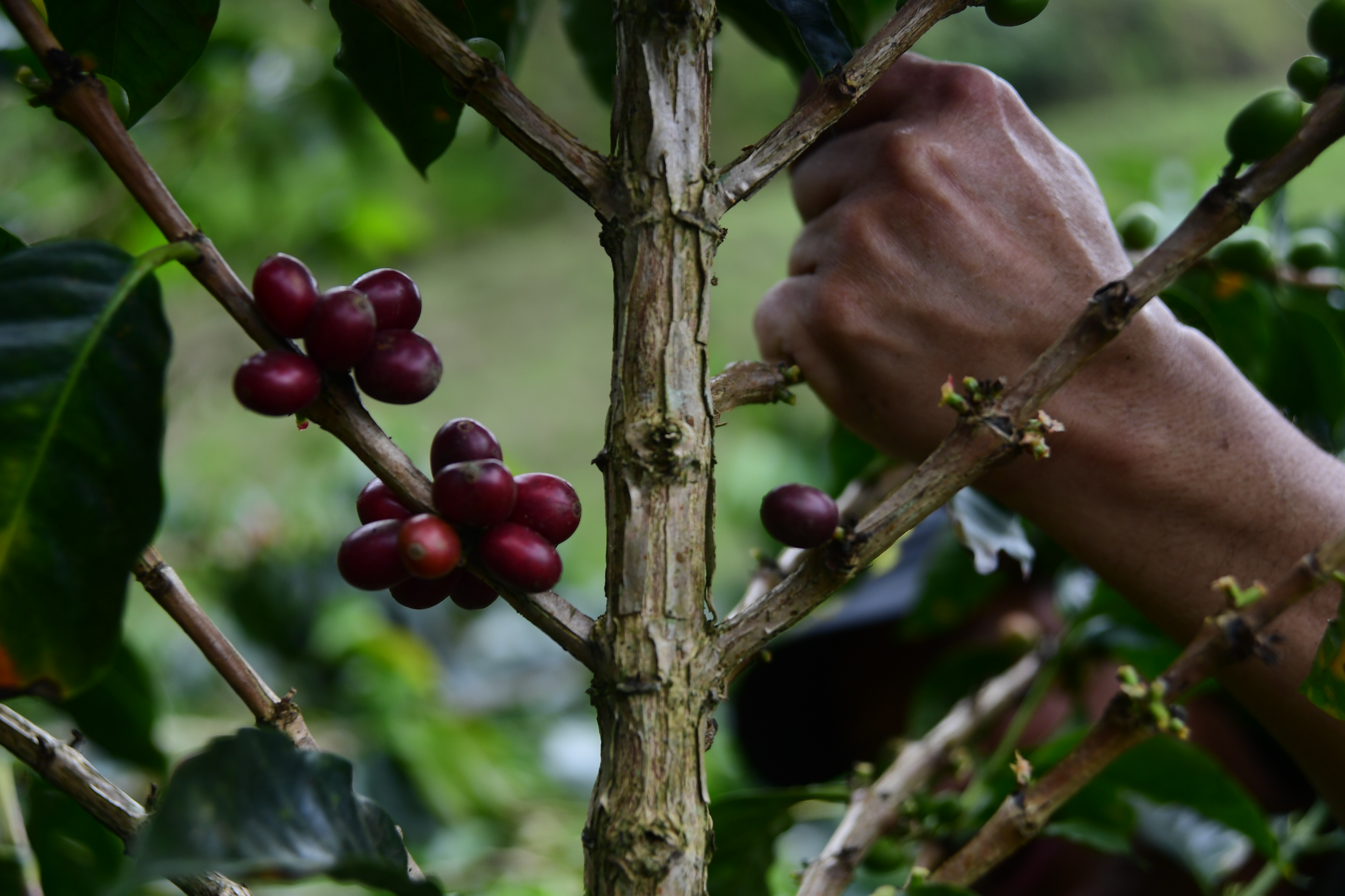 Rescate de la Cooperativa de Caficultores de Andes: el Gobierno ya firmó el acuerdo