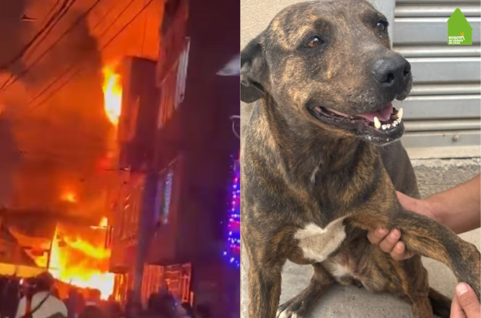 Tres perros se vieron afectados por incendio en Bosa: autoridades hacen un llamado