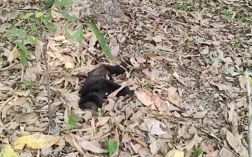 Monos aulladores caen muertos de los árboles en México por el cambio climático