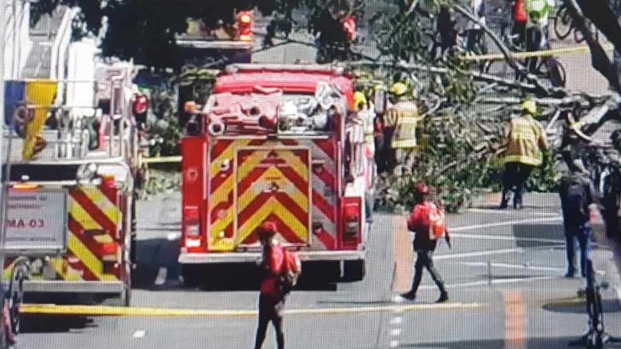 Árbol cayó encima de una mujer en la ciclovía en Bogotá