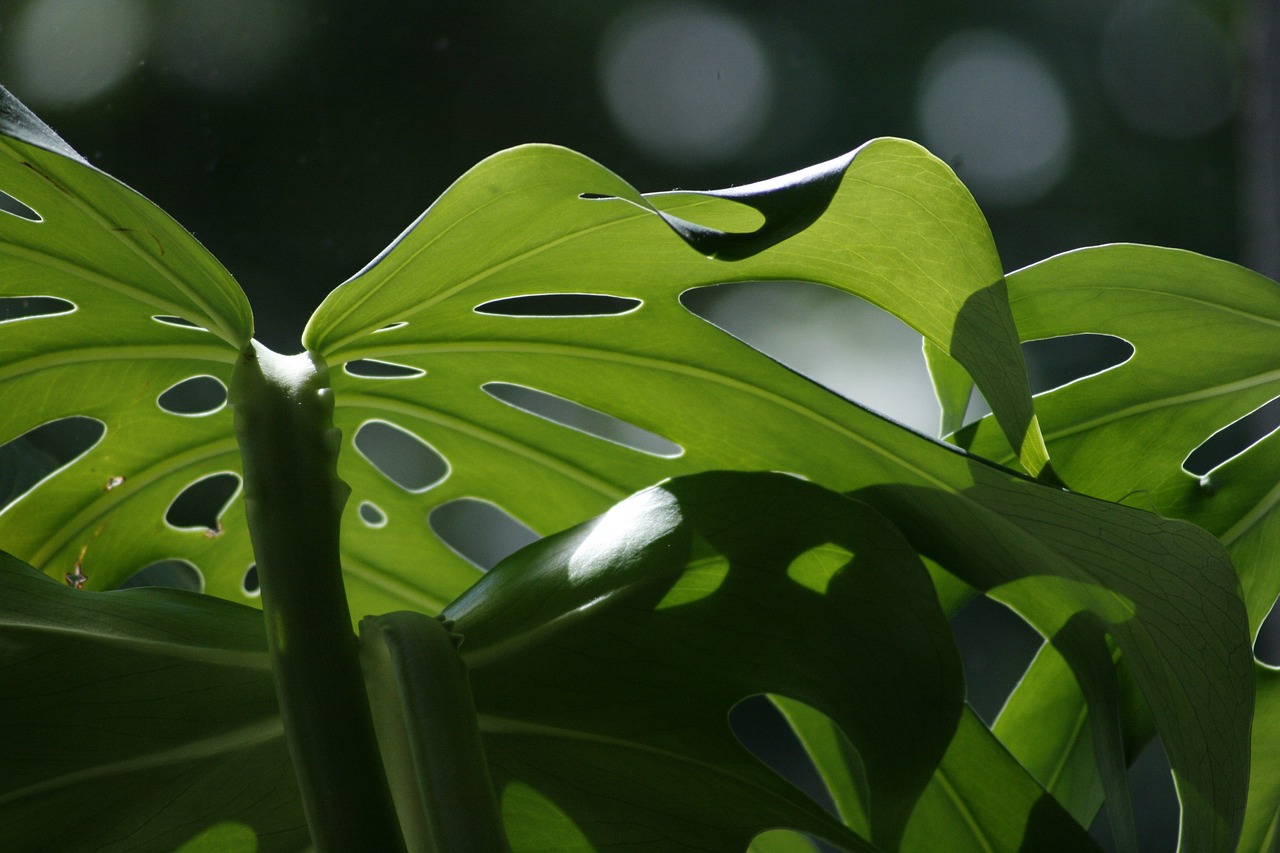 ¿Por qué mi Monstera no tiene agujeros?
