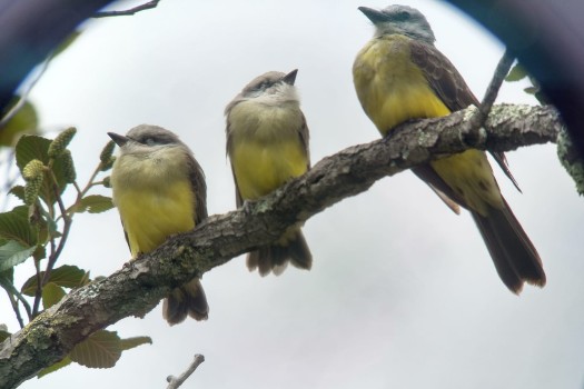 Tres siriríes (Tyrannus melancholicus) residentes en el parque Simón Bolívar de Bogotá.
