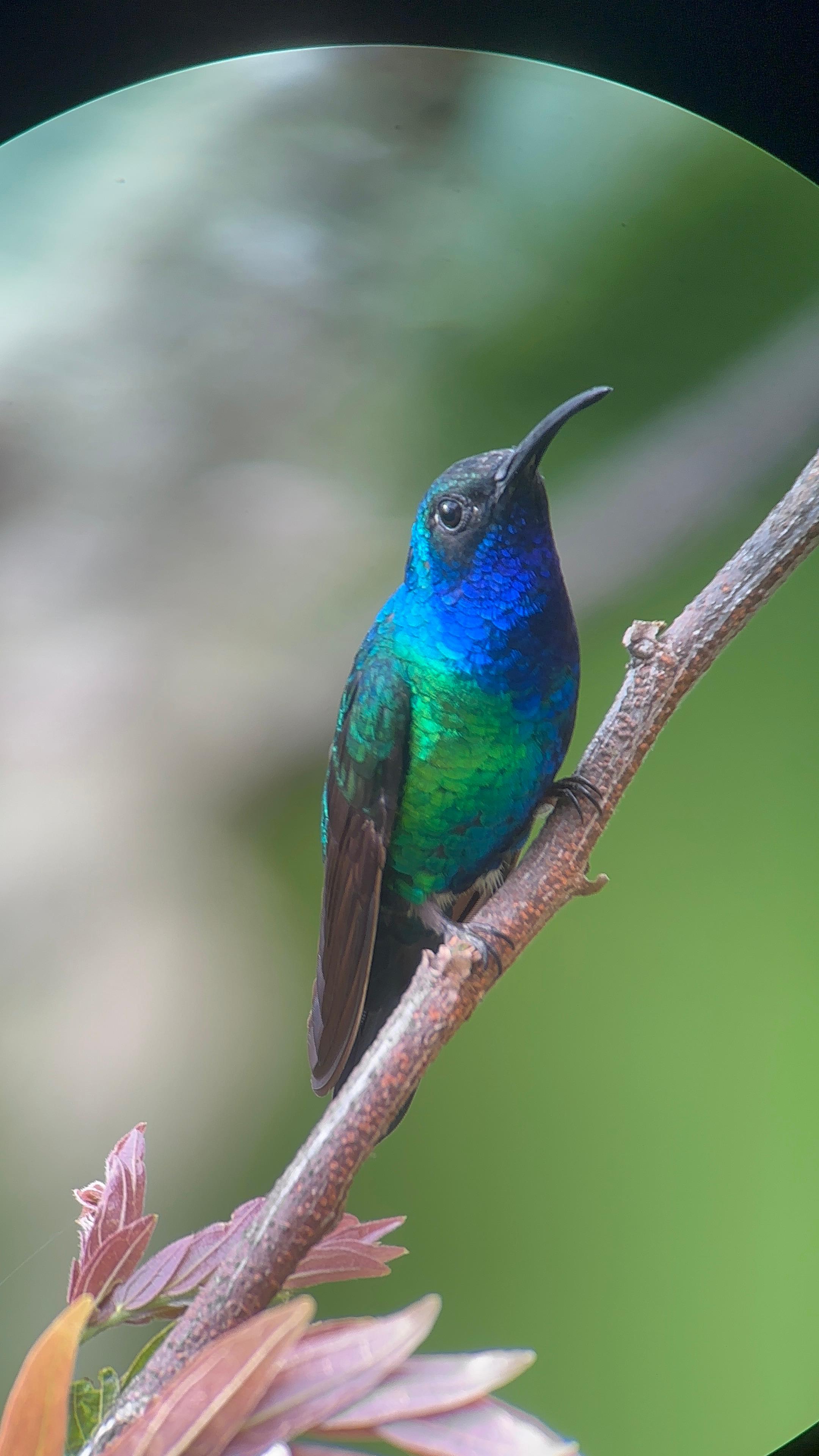 Este fue el individuo del colibrí de Santa Marta que llegó a la reserva Mountain House, que no volvieron a ver después de una semana.