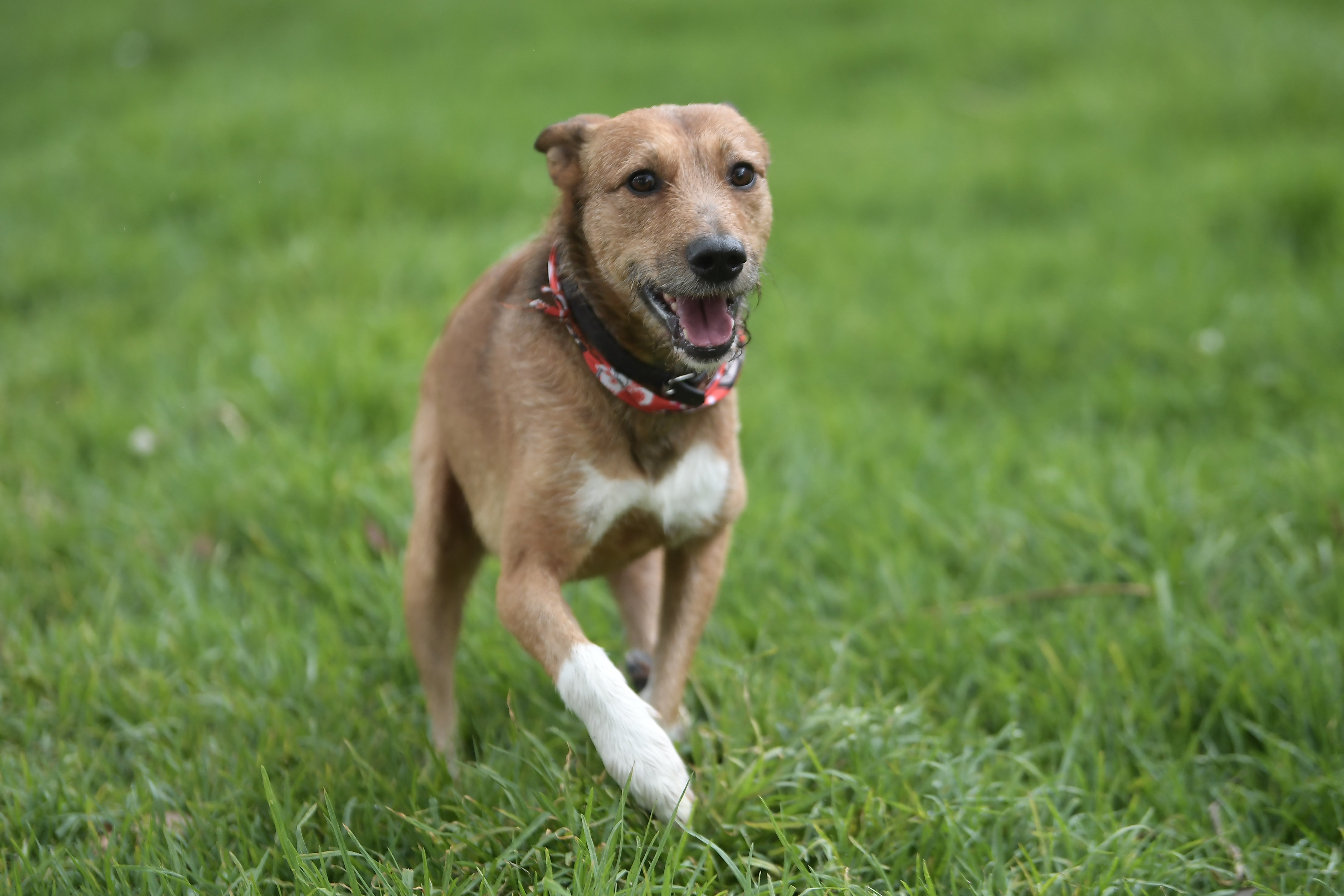 Las tres razones por las que más devuelven a perros adoptados, según una cuidadora