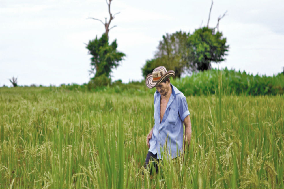 Meta de siembra arrocera será de 478.000 hectáreas en 2019: Minagricultura