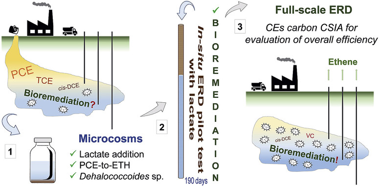 Esquema del proceso de descontaminación del percloroetileno presente en un acuífero. Se bioestimula con lactato a bacterias que transforman ese compuesto en eteno, que no es tóxico.Tomado de Agencia Sinc/ N. Blázquez-Pallí et al. / Water Research
