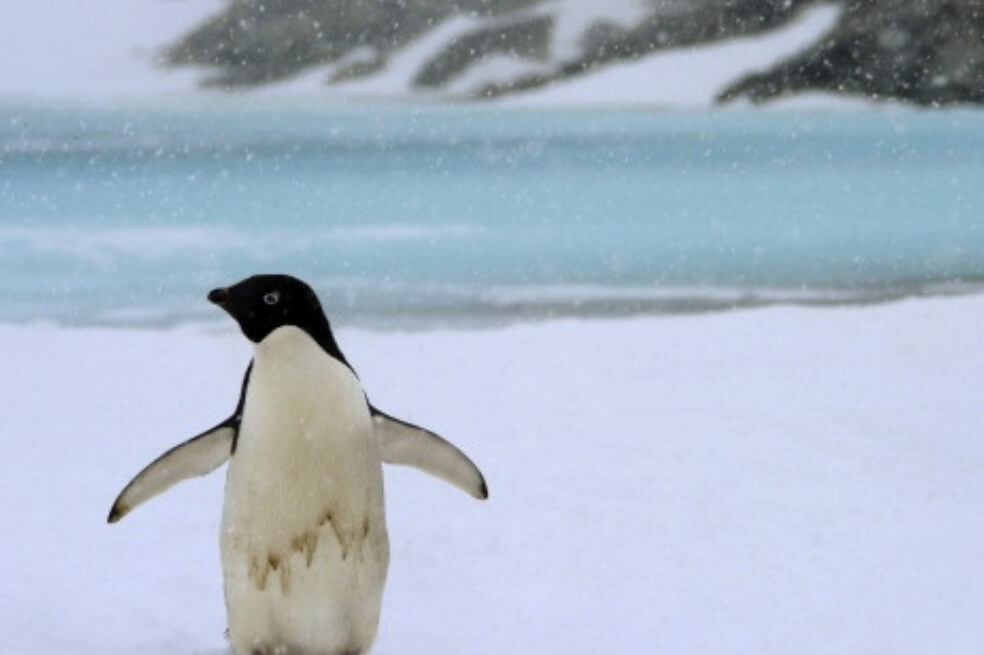 Calentamiento global amenaza con extinguir a los pingüinos emperador
