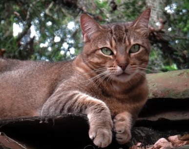 “No entiendo quién cree que es una buena decisión”: dejaron a Puma en una caja