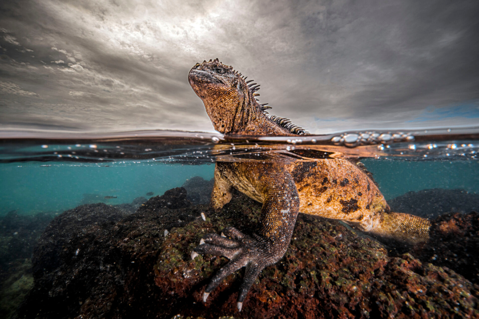 "Al contemplar esta iguana marina, con la mitad de su cuerpo sumergido en las aguas y la otra mitad emergiendo por encima de la superficie, es imposible no maravillarse ante la singularidad de estas criaturas. Sin duda, las iguanas marinas son dinosaurios vivientes, testimonio de las innumerables etapas y transformaciones que ha sufrido la vida en nuestro planeta", afirma Fernández Caballero.