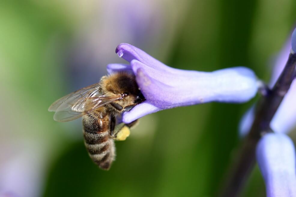Lanzan una campaña “porno” para salvar a las abejas