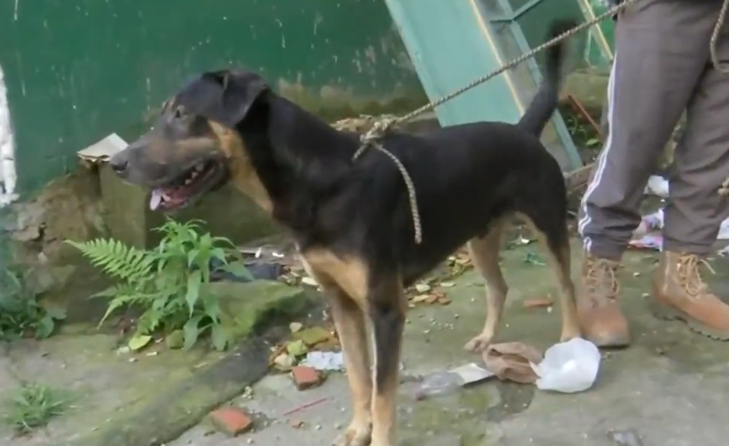 De acuerdo con su dueño, el canino logró guiar a la familia para salir sana y salva hacia un lugar seguro.