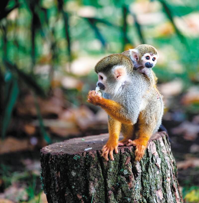 Investigadores descubrieron que, mientras más cerca esté un bosque de la línea ecuatorial, su fauna silvestre sufre seis veces más los cambios en su hábitat. / Pixabay