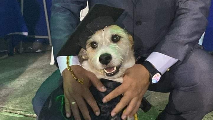 Con toga y birrete, una perrita se gradúa de un colegio en Armenia