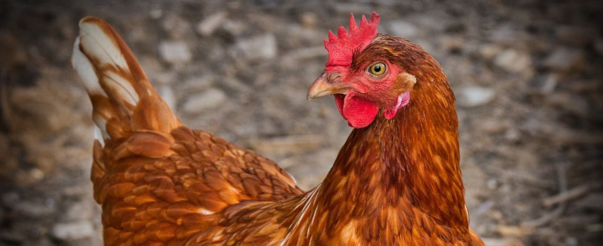 ¿Qué significa soñar con gallinas? Descubre su mensaje secreto