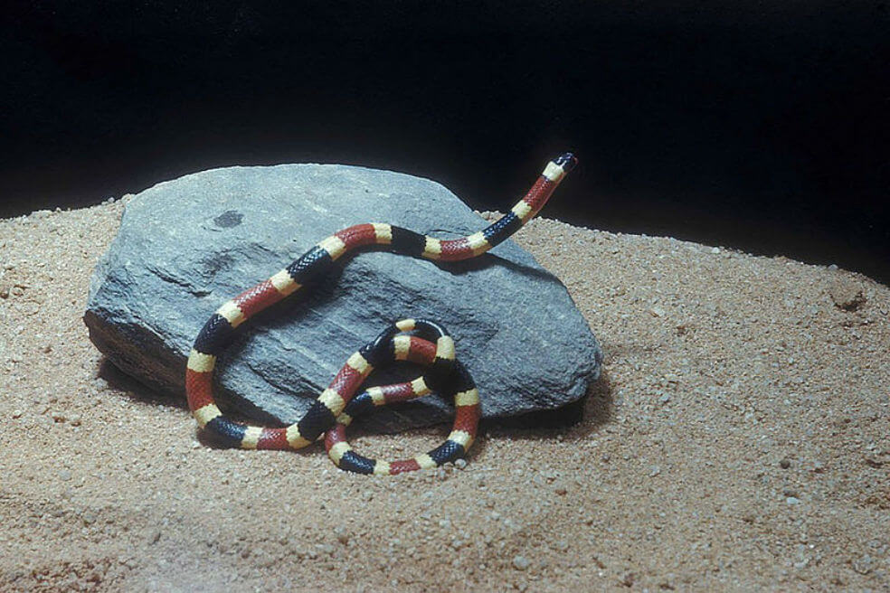 Veneno de serpiente de coral muestra potencial uso contra cáncer
