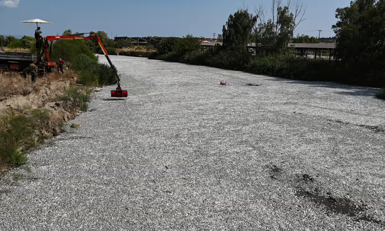 Más de 100 toneladas de peces muertos llegaron a un puerto de una ciudad griega