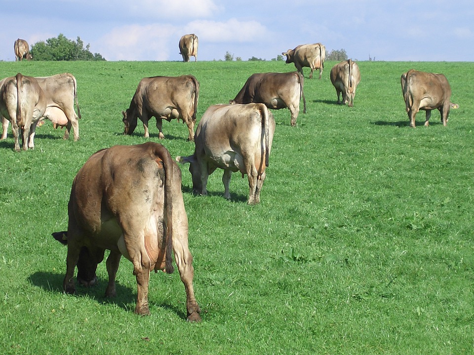 El consumo de carne deberá reducirse radicalmente para combatir el cambio climático