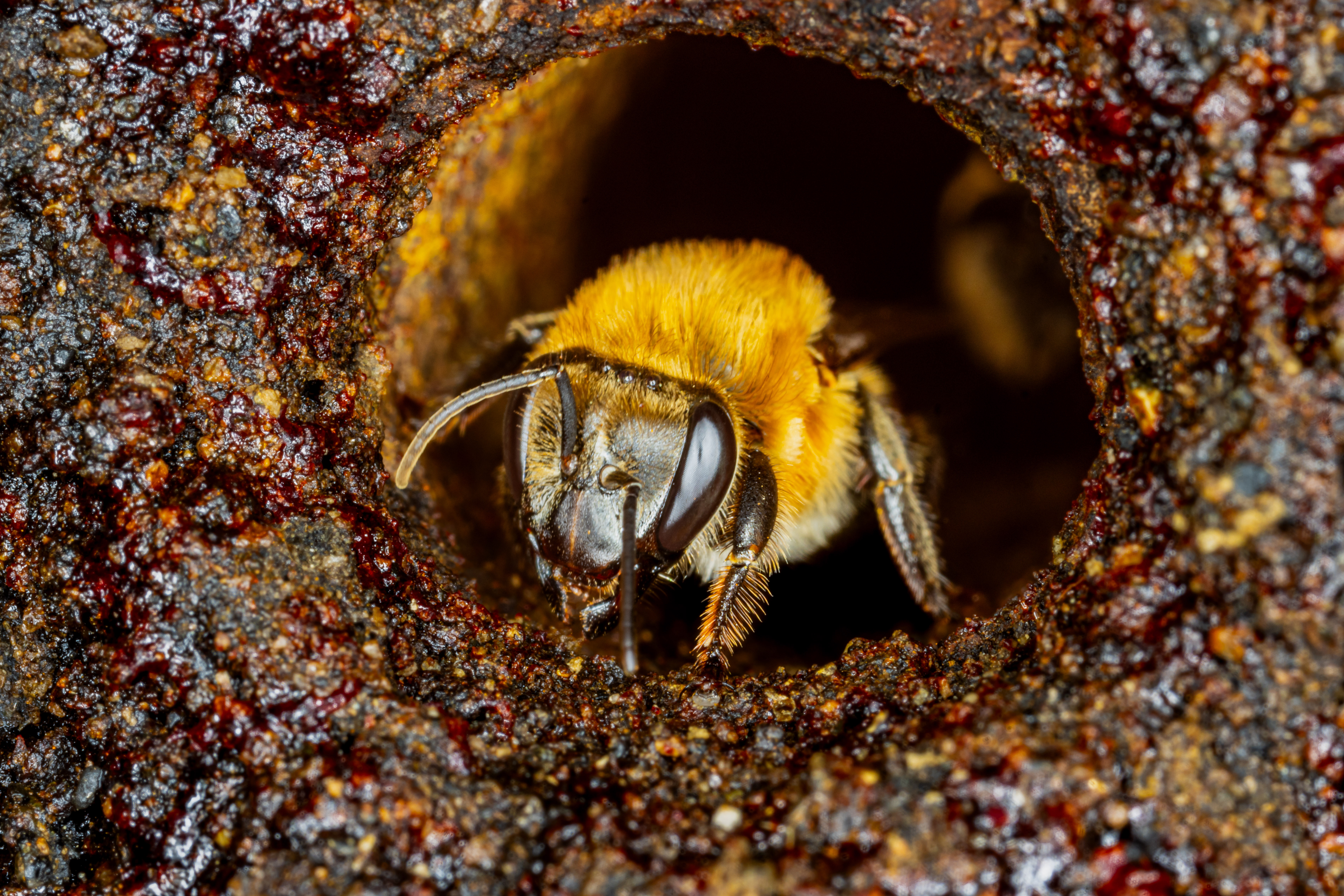 Nutrir a las abejas para mantener viva la cadena alimentaria