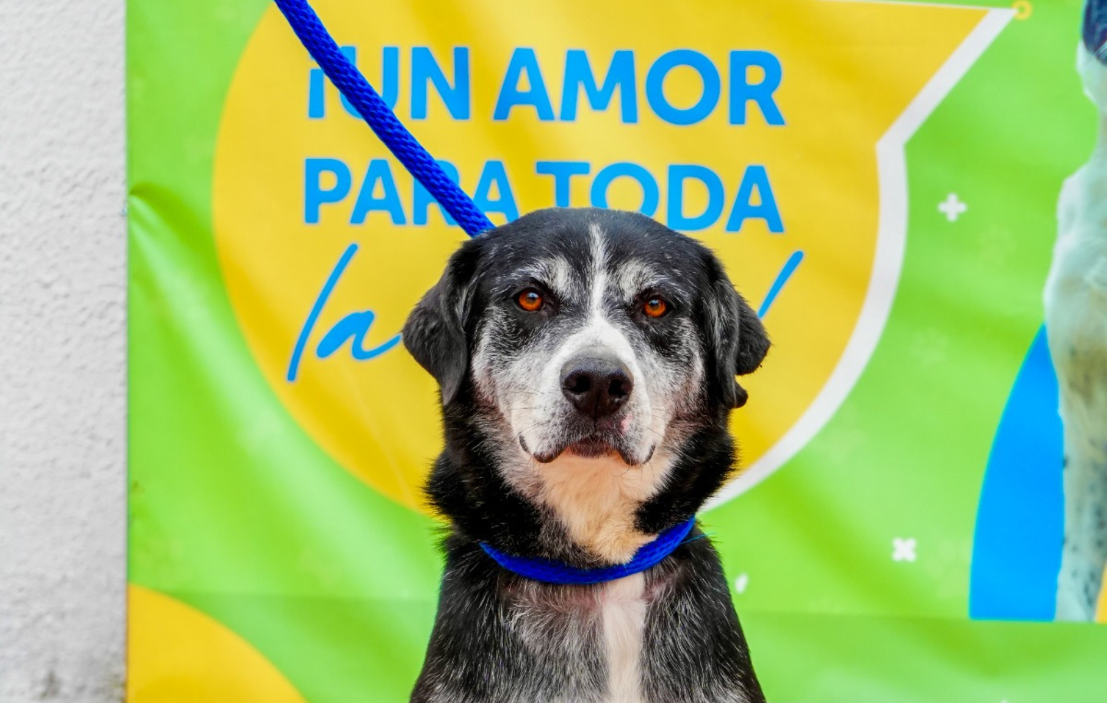 Perros y gatos buscan su final feliz en jornada de adopción en Bogotá