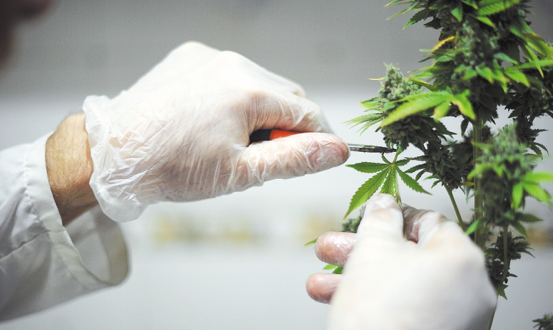 ExpoMedeweed, la feria que reúne a todos los interesados en los usos del cannabis